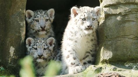 Rare Snow Leopards Born At Lakeland Wildlife Oasis Bbc News