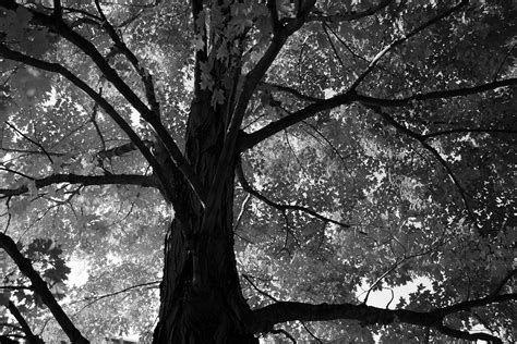 Black And White Images Of Trees 17 Background Wallpaper