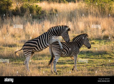 Zebra Mating High Resolution Stock Photography and Images - Alamy