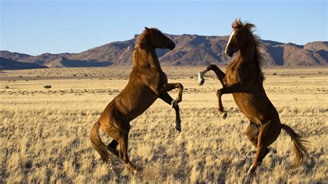 Rearing Horses Full Hd Wallpaper And Background Image 1920x1080 Id