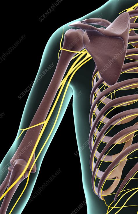The Nerves Of The Shoulder Stock Image F0015461 Science Photo
