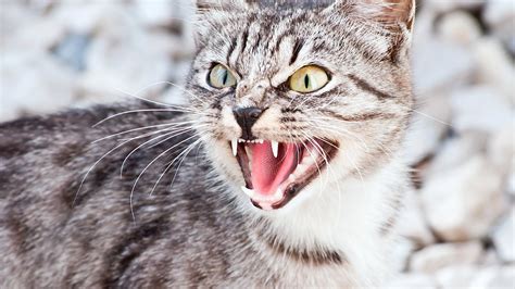 You may have caught your cat staring intensely out of the window into the garden, crouching as they stare down a bird that's just flown into their line of vision. Why Do Cats Hiss?