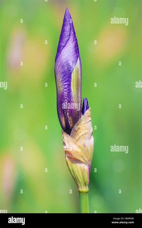 Iris Bud Hi Res Stock Photography And Images Alamy