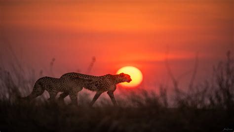 Ablaze Cheetah Sunset Children Of Uganda
