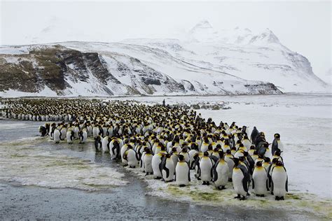 Large Group King Penguins Landscape By Darrell Gulin