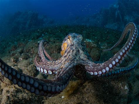 Unsplash has the perfect desktop wallpaper for you. Octopus Desktop Wallpaper Hd Widesreen3840x2400 ...