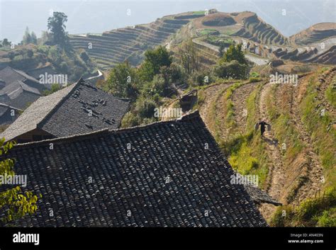 China Guangxi Ping An Village Dragon Backbone Rice Terraces Elevated View Stock Photo Alamy