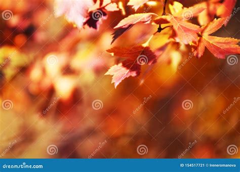 Autumn Leaves On The Sun Fall Blurred Background Stock Image Image