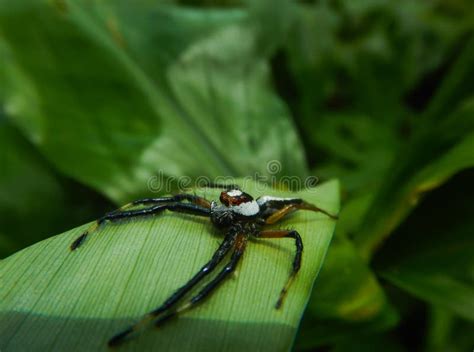 Telamonia Dimidiata The Two Striped Jumping Spider On A Green Leaf