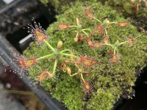 Drosera Scorpioides Carnivorous Plant Resource