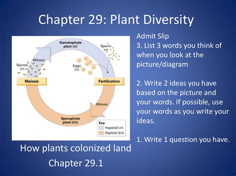 Chapter 29 Plant Diversity