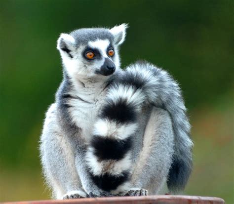 Ring Tailed Cat Amazing Creature Interesting All Facts The Wildlife