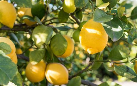 8 Tips For Growing Lemon Trees In Large Planters