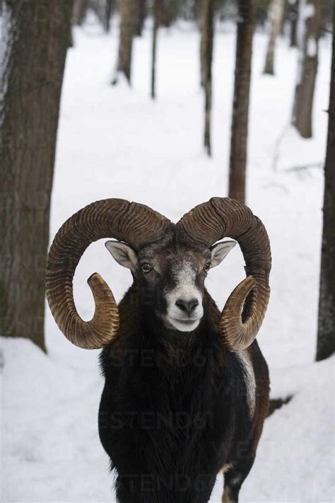 Mouflon With Curved Horns In Winter Forest Stock Photo