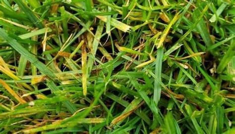Grass Turning Yellow Causes Fixes To Turn It Green Lawn Model