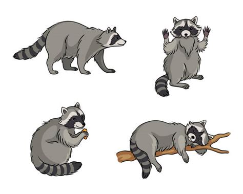 Clip Art Raccoon 20 Free Cliparts Download Images On Clipground 2024