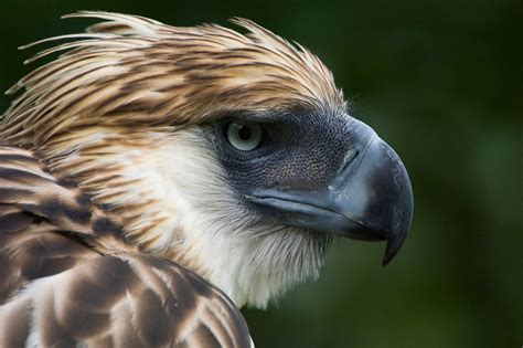 Philippine Eagle Arakan Extremely Rare Eagle Killed By Falling Branch