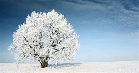 Caring For Your Trees During The Winter The Woodsman