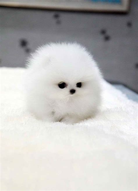 Cute Baby Teacup Pomeranian L2sanpiero