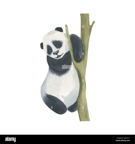 Watercolor Illustration Of A Panda Bear Crawling On A Tree Cartoon