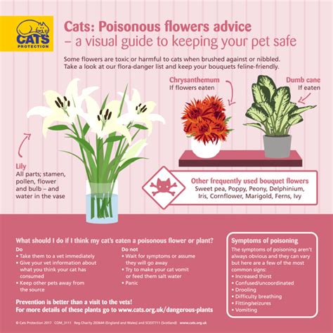 Cat Poisoning Symptoms And How To Spot It Cats Protection