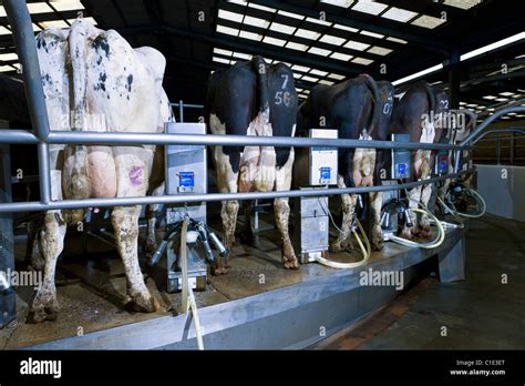 Rotary Milking Parlour On A Modern Uk Dairy Farm Stock Photo Royalty