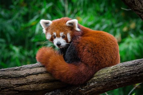 Download Zoo Animal Red Panda Hd Wallpaper
