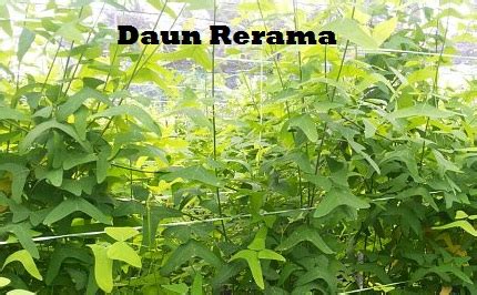 Anak benih sulur / pokok pisang helang. Anim Agro Technology: DAUN RERAMA -CARA MENANAM