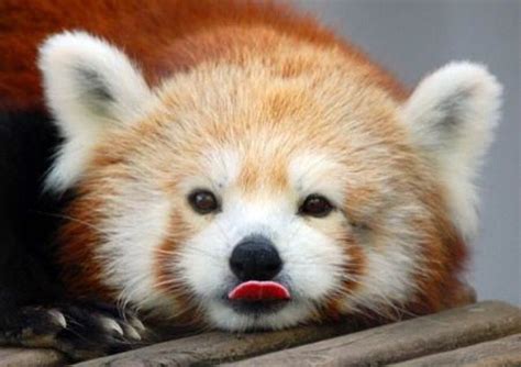 Lick Da Lollypop Red Panda Cute Fluffy Animals Red Panda Baby