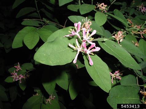 Showy Fly Honeysuckle Bells Honeysuckle Lonicera X Bella