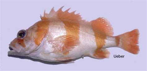 Odfw Finfish Species Shelf Rockfish