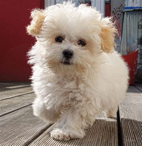 Maltipoo Dog Breed Your Guide To The Adorable Maltese Poodle Mix