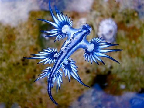 ‘blue Dragon Sea Slugs May Look Pretty But Deliver Potent Sting