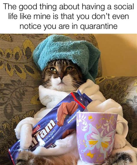 The Best Quarantine Cat Memes To Hopefully Make You Smile Cattitude Daily