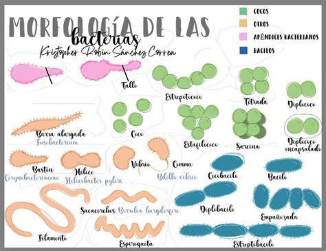Morfolog A De Las Bacterias Kristopher Correa Udocz
