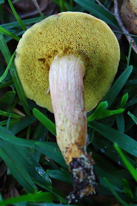 Florida Plantae And Fungi Boletus In Summer