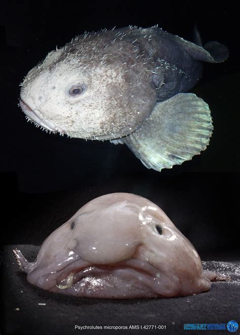 Real Blobfish Swimming