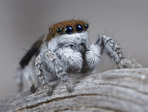Peacock Spiders Discovered See Photos Of The New Species Time