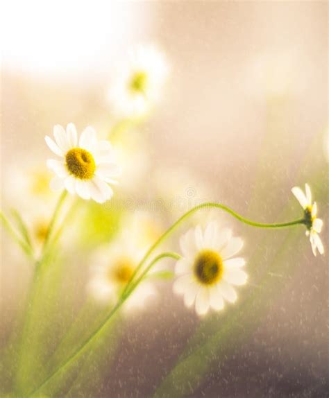 Flowers Soft Beauty Stock Image Image Of Blooming Fragile 52246373