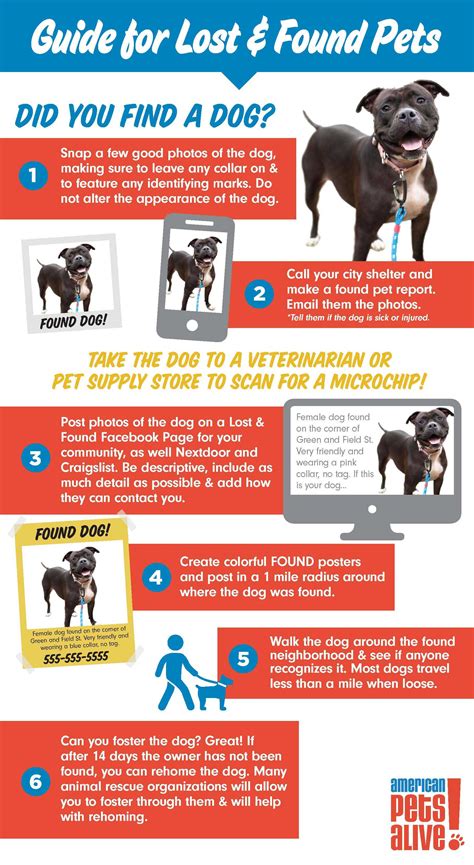 What To Do If You Found A Lost Dog Us Pets Love
