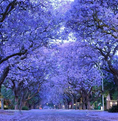 The blue jacaranda has been cultivated in almost every part of the world where there is no risk of frost; 20PCS Blue Jacaranda Tree SeedsJacaranda mimosifoliashowy ...