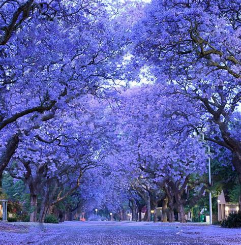 45 days money back guarantee. 20PCS Blue Jacaranda Tree SeedsJacaranda mimosifoliashowy ...