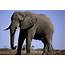 Botswana Safari  African Elephant Wildlife Guide