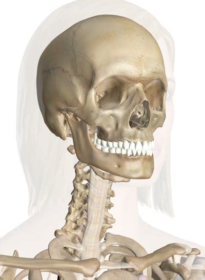 The Head And Neck Bones Anatomy And 3d Illustrations