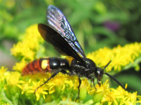 Digger Wasp Or Blue Winged Wasp Whats That Bug