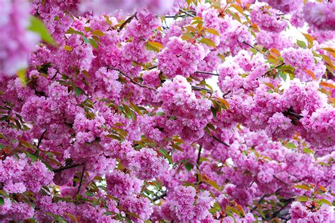 Fonds Decran La Floraison Des Arbres Sakura Rose Couleur Fleurs