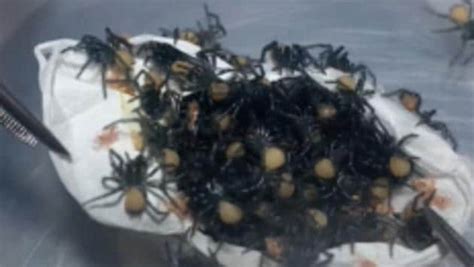 Dozens Of Spiders Emerge From Egg Sac Video Not For The Fainthearted Trending Hindustan Times