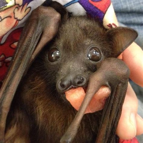 Imari Being Cute Again Baby Bats Cute Bat Cute Animals