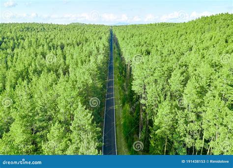 Top View Of A Straight Road In The Forest With High Pine Trees Natural