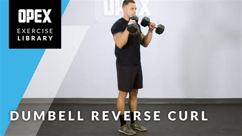 Dumbbell Reverse Curl Opex Exercise Library Youtube